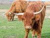 škotsko govedo